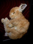 Mummified Rabbit Framed Display