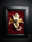 Mummified Flayed Rat Framed Display