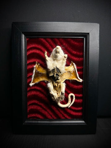 Mummified Flayed Rat Framed Display