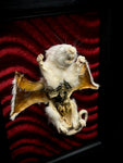 Mummified Flayed Rat Framed Display