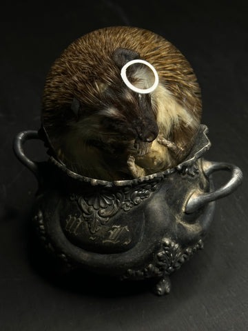 Hedgehog Wet Specimen on Antique Base