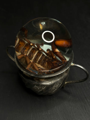 Emperor Scorpion Wet Specimen on Vintage Base