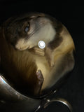Northern Flying Squirrel Wet Specimen on Vintage Base