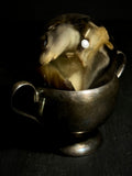 Northern Flying Squirrel Wet Specimen on Vintage Base