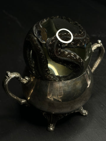 Garter Snake Wet Specimen on Antique Base