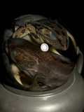 North American Wetland Mix Wet Specimen on Vintage Base