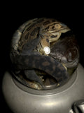 North American Wetland Mix Wet Specimen on Vintage Base