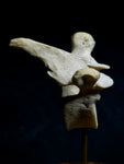 Human Vertebra Under Glass Dome