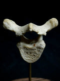 Human Vertebra Under Glass Dome