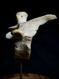 Human Vertebra Under Glass Dome