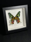 Madagascar Sunset Moth Shadowbox Display