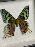 Madagascar Sunset Moth Shadowbox Display