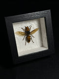 Japanese Giant Hornet Shadowbox Display