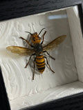Japanese Giant Hornet Shadowbox Display