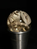 Bearded Dragon Wet Specimen on Vintage Base