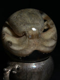 Octopus Wet Specimen on Antique Base