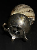 Octopus Wet Specimen on Antique Base