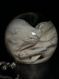 Pig Fetus Wet Specimen on Antique Base