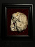 Mummified Chinchilla Display