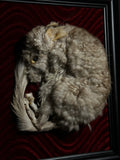 Mummified Chinchilla Display
