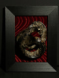 Mummified Watersnake Display