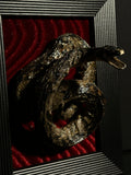 Mummified Watersnake Display