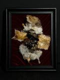 Mummified Flayed Hamster Display