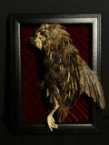 Mummified Coturnix Quail Display