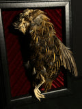 Mummified Coturnix Quail Display