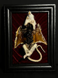 Mummified Flayed Rat Display