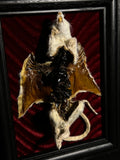 Mummified Flayed Rat Display
