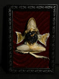 Mummified Dissected Leopard Frog Display