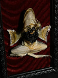 Mummified Dissected Leopard Frog Display