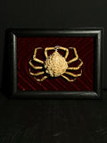 Mummified Toad Crab Display