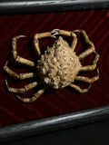 Mummified Toad Crab Display