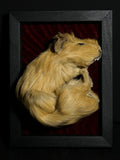 Mummified Guinea Pig Display