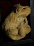 Mummified Guinea Pig Display