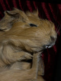 Mummified Guinea Pig Display