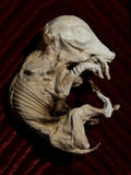 Mummified Fetal Pig Display