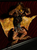 Mummified Flayed Cane Toad Display