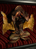 Mummified Flayed Cane Toad Display