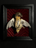 Mummified Coturnix Quail Display