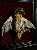 Mummified Coturnix Quail Display