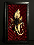 Mummified Flayed Rat Display