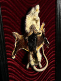 Mummified Flayed Rat Display