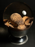 Octopus Wet Specimen with Vintage Base