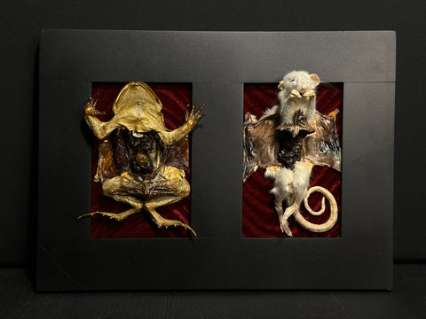 Flayed Rat & Cane Toad Dual Mummified Display
