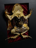 Flayed Rat & Cane Toad Dual Mummified Display