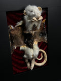 Flayed Rat & Cane Toad Dual Mummified Display
