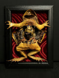 Mummified Dissected Cane Toad Display